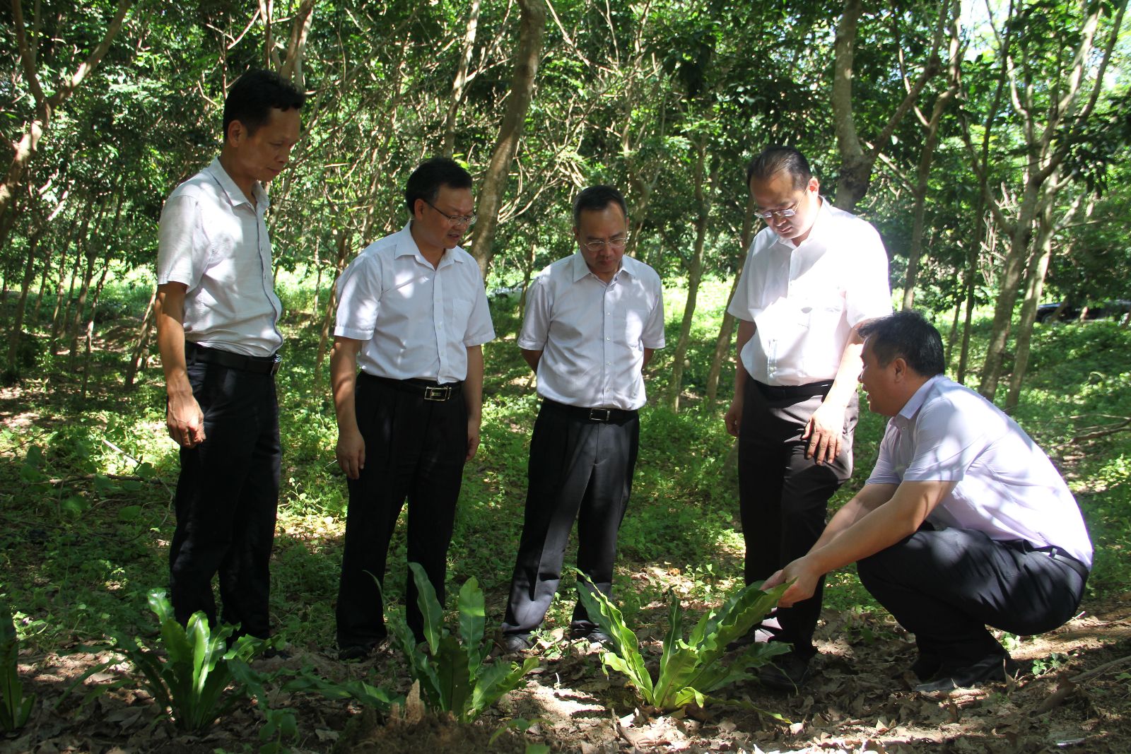 支光南陪同汕尾市领导考察大安农场