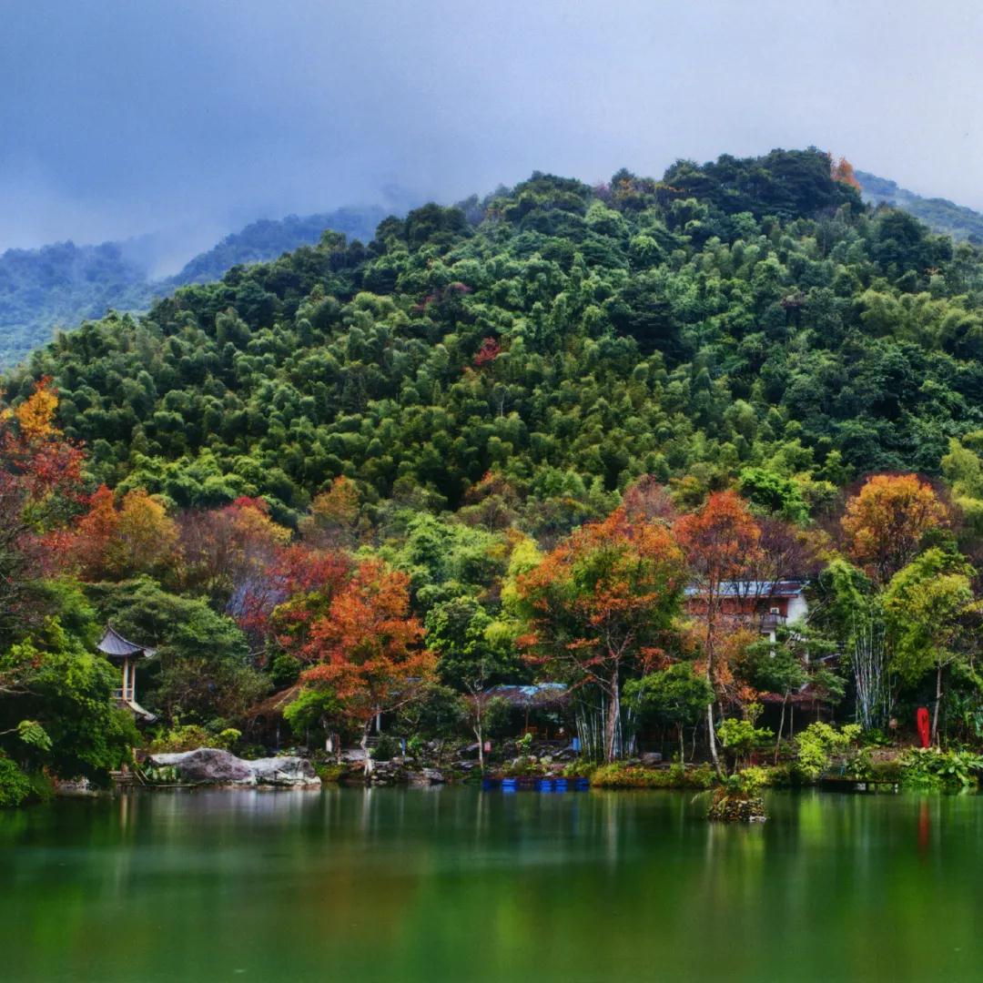 国际森林日晒晒"广东绿":生态立省绿满大地_要闻_汕尾市妇女联合会